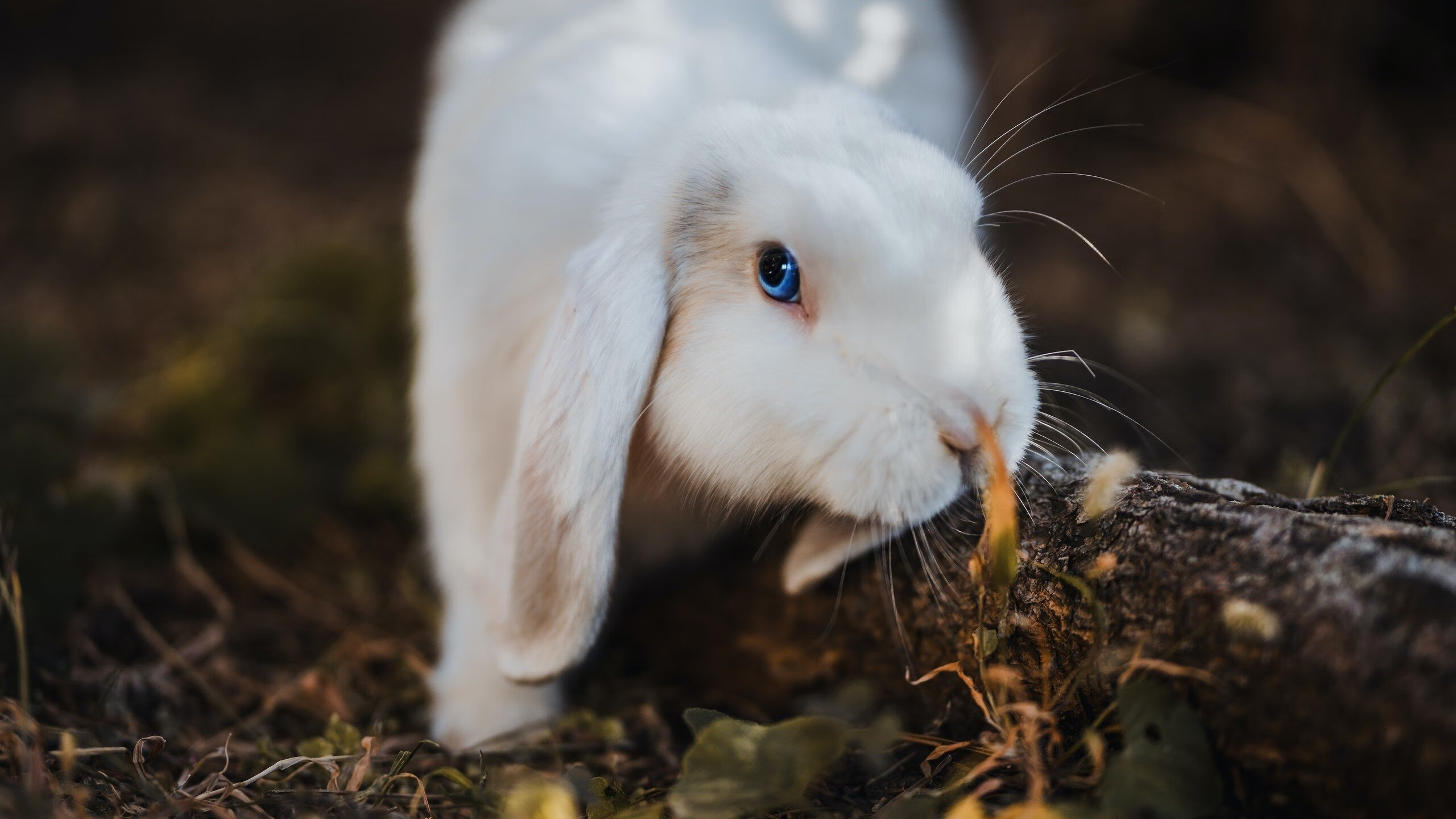 世俱杯网站-精准悬挂：避震系统的革命性变化，避震悬挂最好的汽车品牌