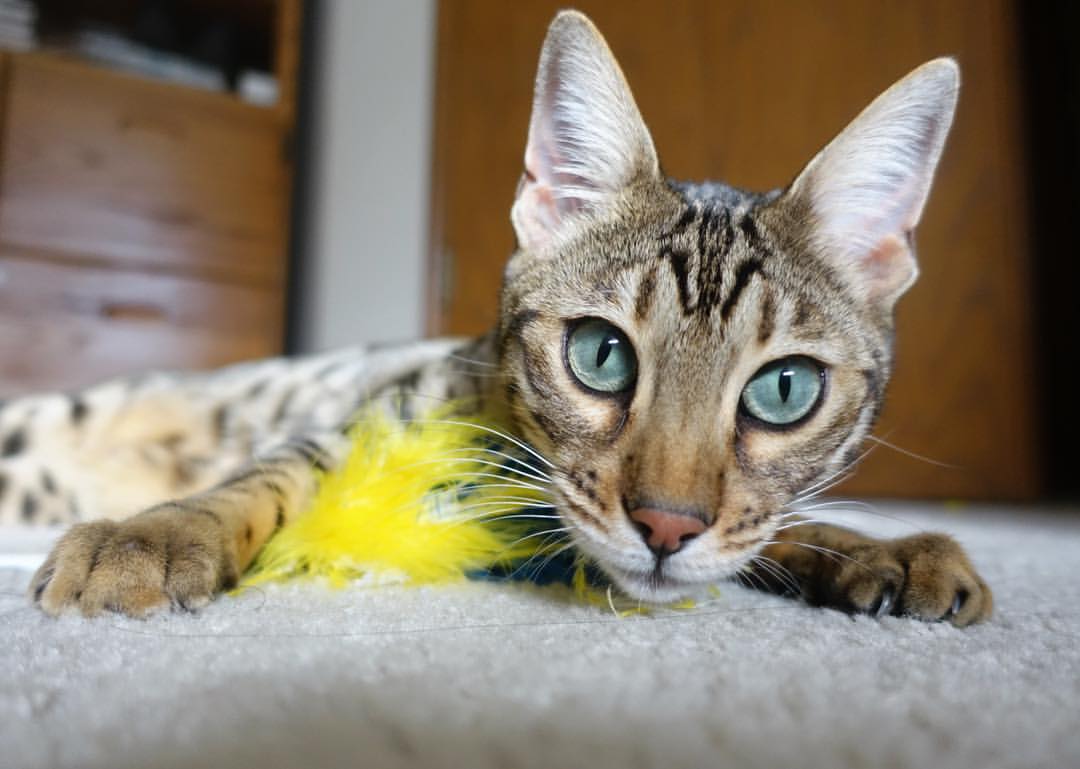 足球世俱杯-拉脱维亚队发起疯狂反击，力求逆袭，拉脱维亚是啥意思