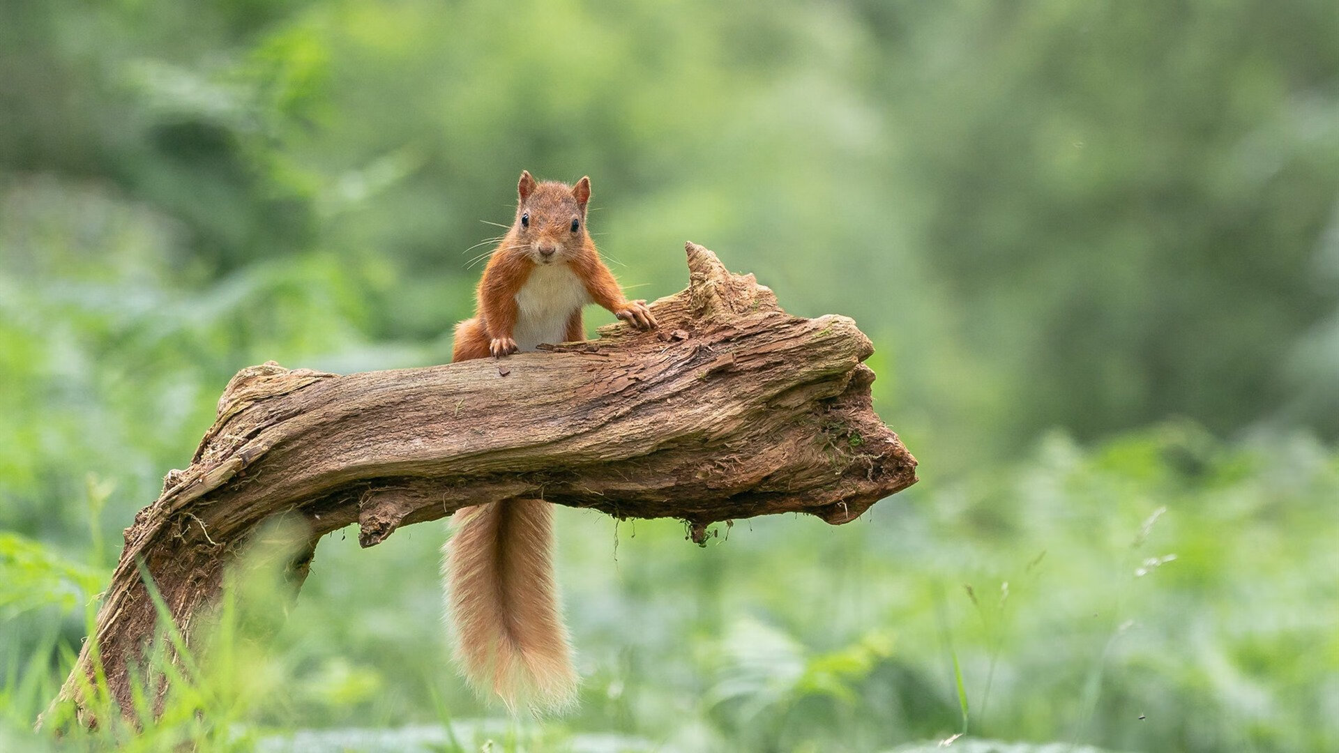 足球世俱杯-拉脱维亚队发起疯狂反击,力求逆袭,拉脱维亚是啥意思