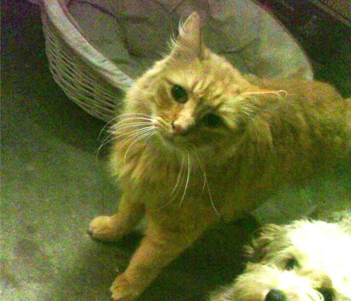 世俱杯网址-中国篮球教练员战术决策支持系统研究,篮球教练战术安排