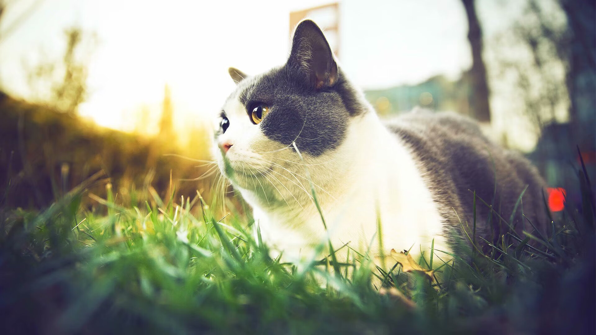 世俱杯2025-国际体育组织治理结构比较研究,国际体育组织治理结构比较研究论文