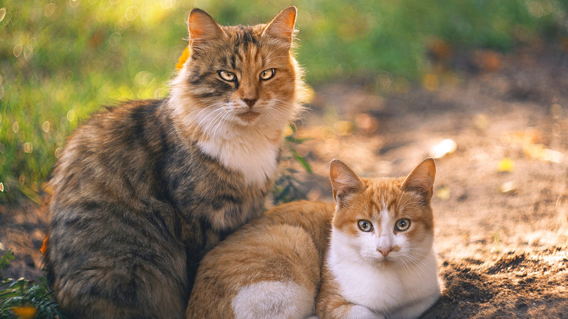 世界俱乐部杯-英超赛季中后期球员肌肉损伤风险与训练节奏关系研究,英超肌肉前锋