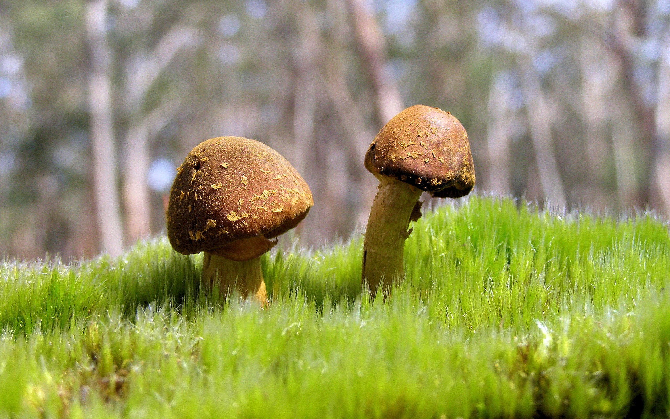 世俱杯专业体育赛事直播平台-“2025世界运动会:运动舞蹈赛场,金牛区城北体育馆的舞者将如何舞出精彩?”