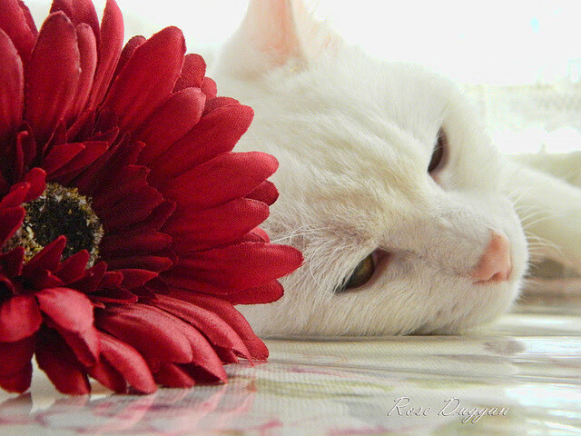 世俱杯-五大联赛中场控制力强队战术核心构建解析，五大联赛的打法风格